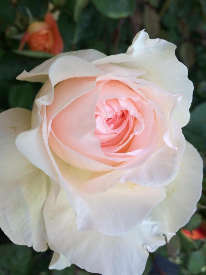 Chambre Chez L'Habitant "Les Roses De Sene" Luaran gambar